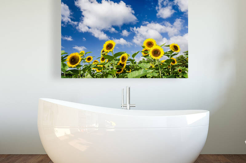 Sunflowers under Blue Sky by caladoart
