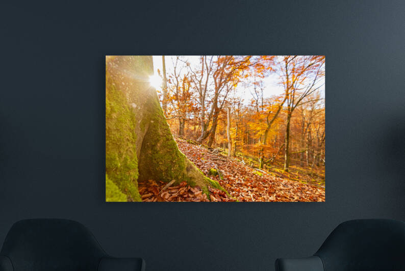 Autumn Tree Trunk by caladoart