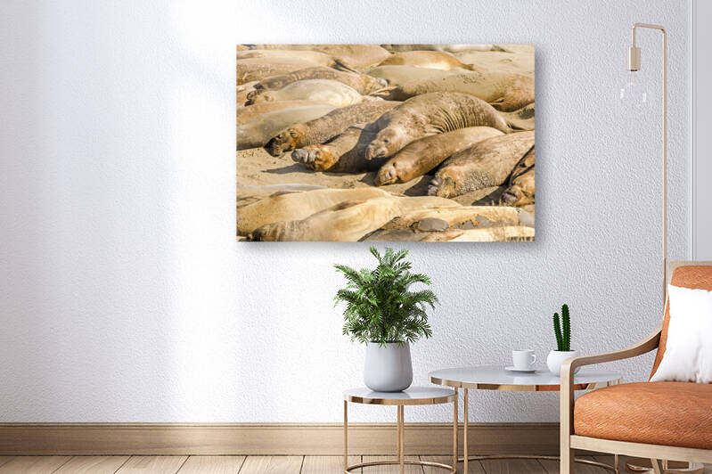 Sea Elephants by caladoart