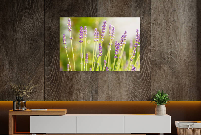Sunny Lavender by caladoart