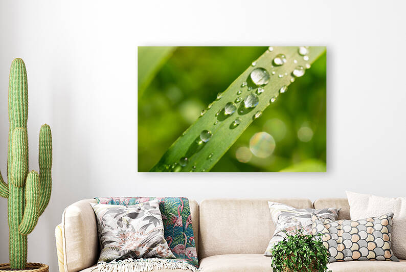 Dewdrops on Grass by caladoart