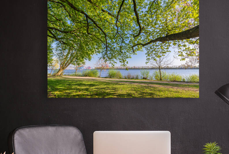 Trees at the Elbe River Reproduction