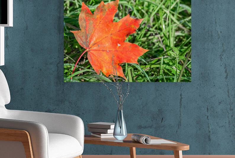 Red Maple Leaf by caladoart