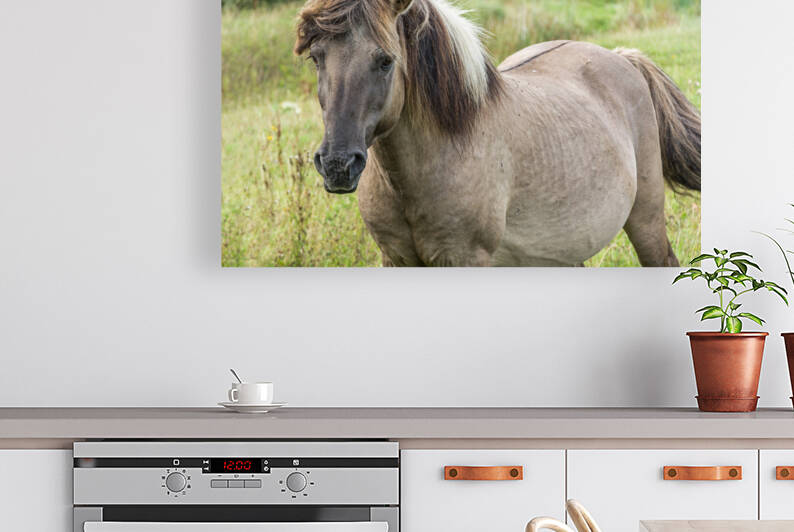 Wild Konik horse in the Geltinger Birk in North Germany by caladoart