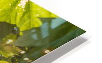Sun and Leaves HD Metal print