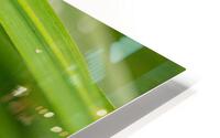 Dewdrops HD Metal print