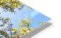 Temple HD Metal print