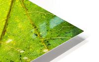 Maple Leaf  HD Metal print
