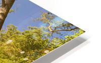Park HD Metal print