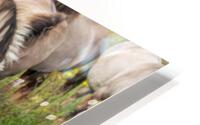 Konik HD Metal print