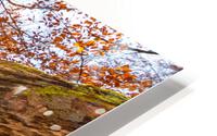 Autumn Forest HD Metal print