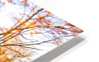 Autumn Tree Trunk HD Metal print