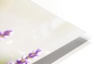 Sunny Lavender HD Metal print