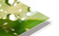 Dewdrops on Grass HD Metal print
