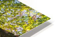 Trees at the Elbe River HD Metal print