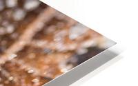 Winter Leaf HD Metal print