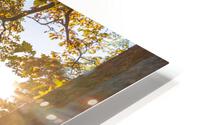 Vineyard Trail HD Metal print