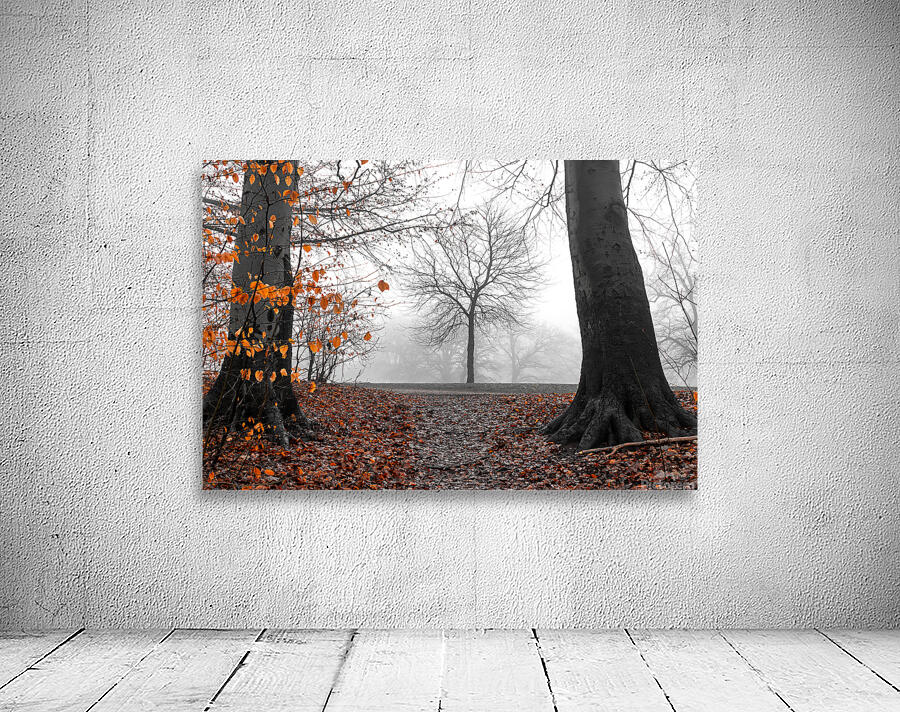 Trees and orange leaves in a park on a foggy morning  Wall Preview