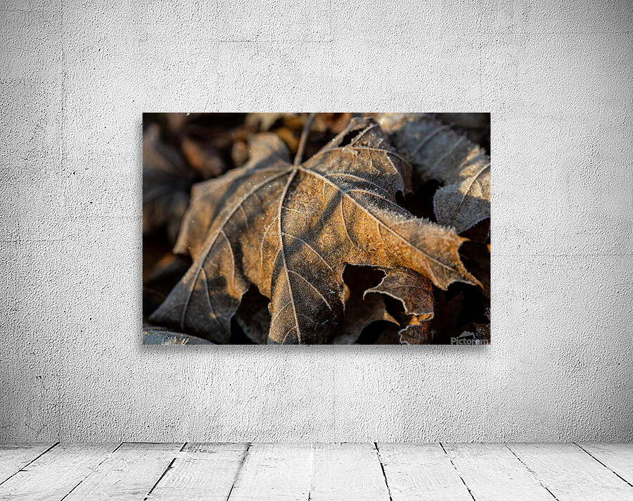 Closeup macro shot of withered brown maple leaf covered by beautiful ice crystals  Wall Preview