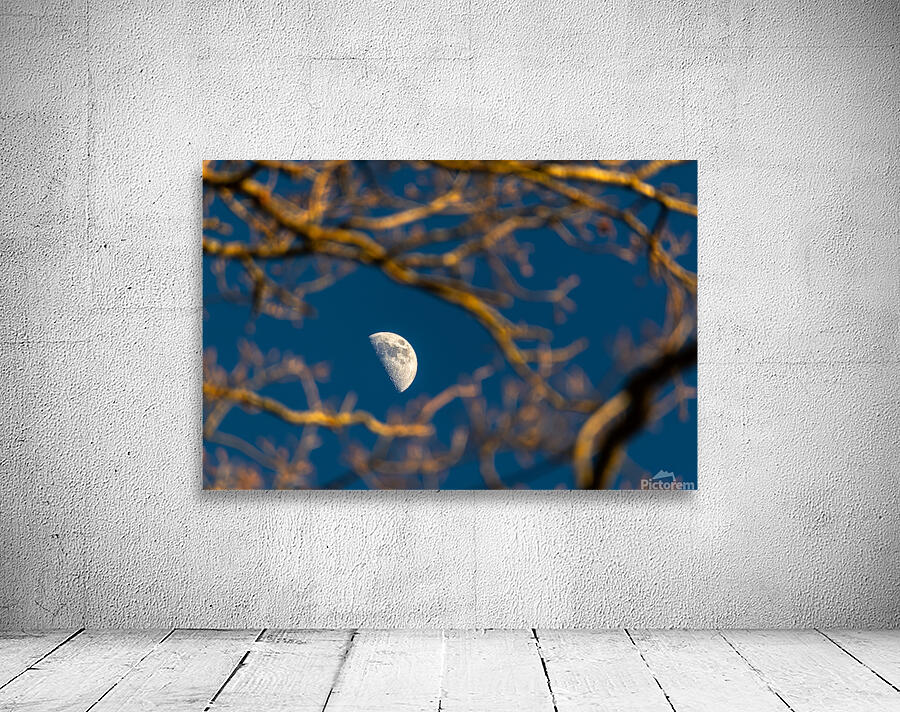 Beautiful image of a crescent moon seen through three branches at sunset  Wall Preview