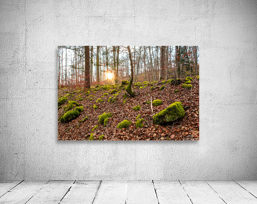 Evening sun reflecting on beautiful moss covered rocks in the forest  Wall Preview