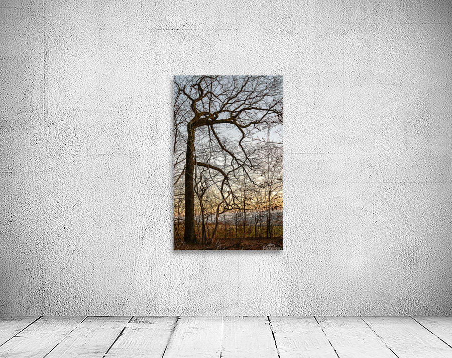 Beautifully shaped tree at the edge of the forest at sunset  Wall Preview