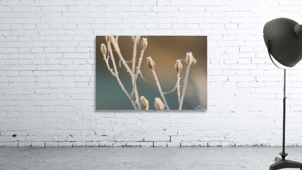 Macro photo of beautifully frozen plant Wall Preview
