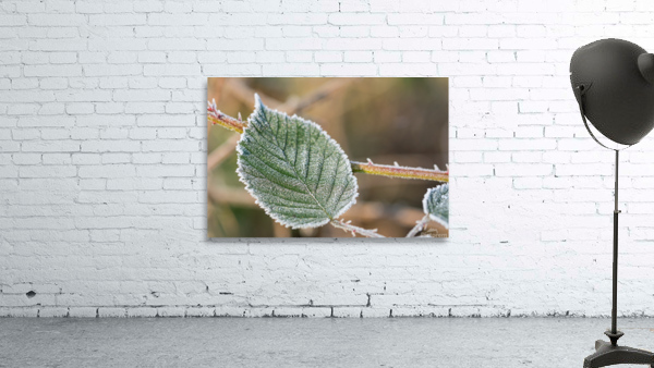 Macro shot of a frozen leaf Wall Preview