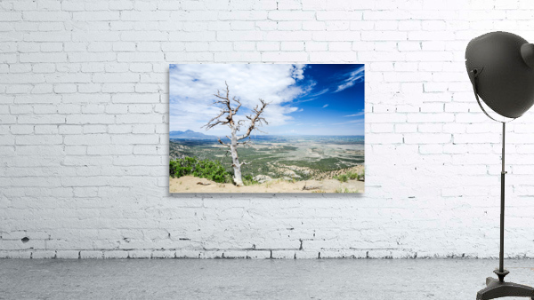 Desert Tree Wall Preview