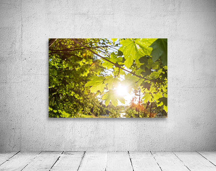Sun and Leaves Wall Preview