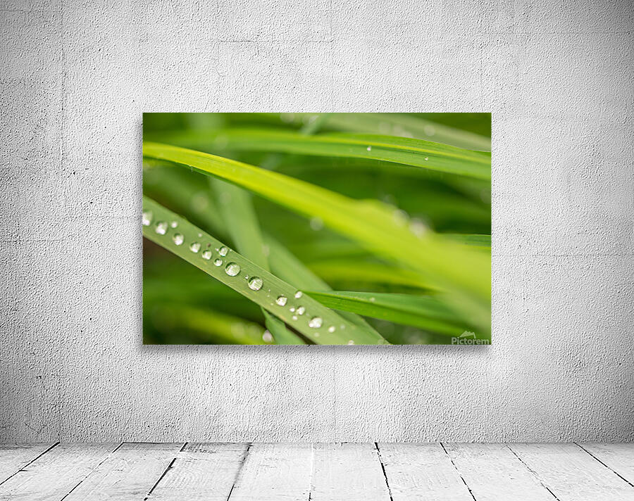 Dewdrops Wall Preview