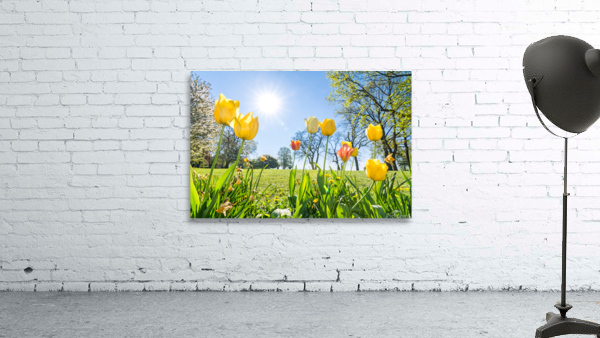 Tulips Wall Preview