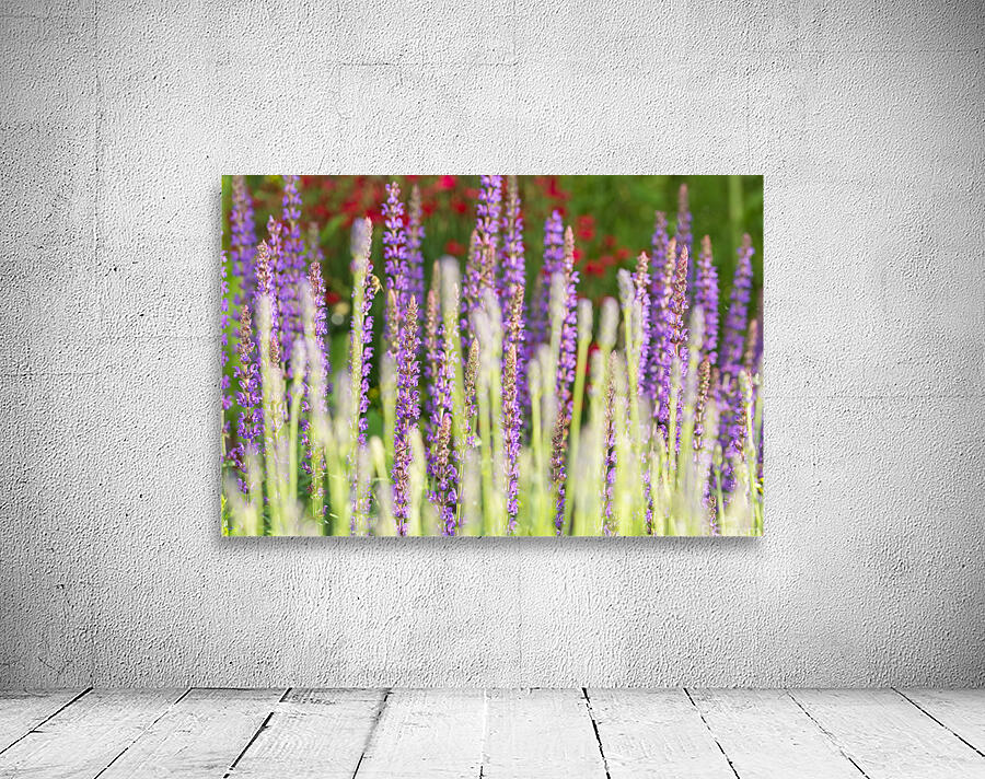 Lavender Wall Preview