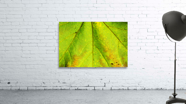 Maple Leaf  Wall Preview