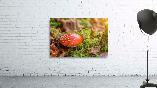 Fly Agaric Mushroom Wall Preview