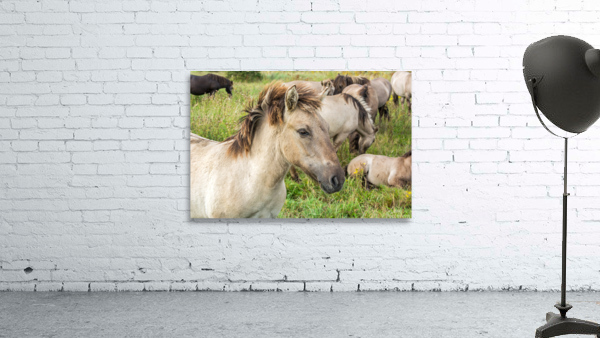 Konik Wall Preview