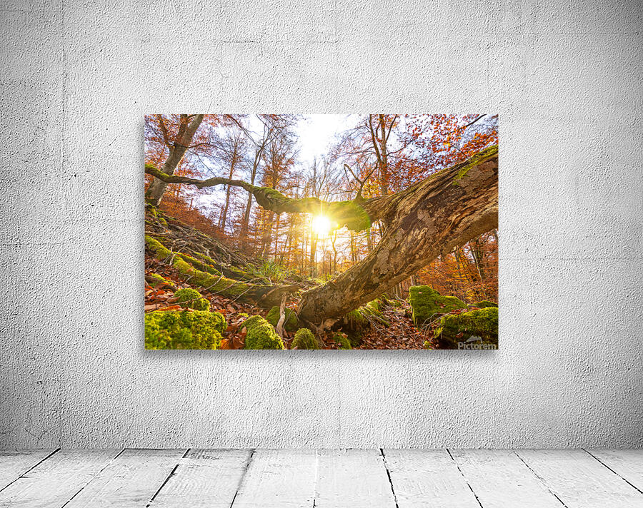 Autumn Forest Wall Preview
