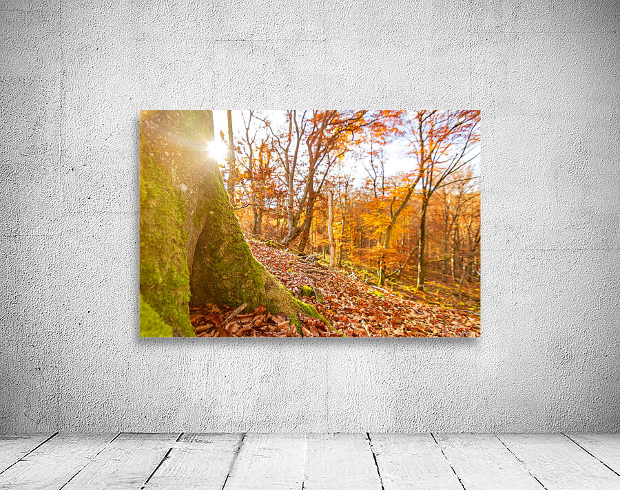 Autumn Tree Trunk Wall Preview