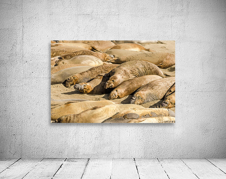 Sea Elephants Wall Preview
