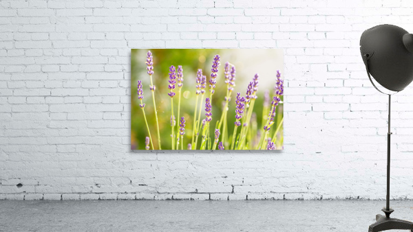 Sunny Lavender Wall Preview