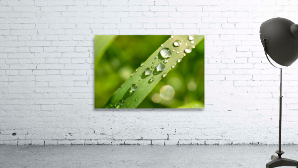 Dewdrops on Grass Wall Preview