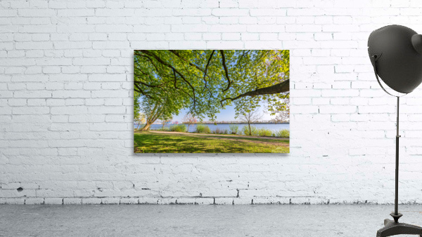 Trees at the Elbe River Wall Preview