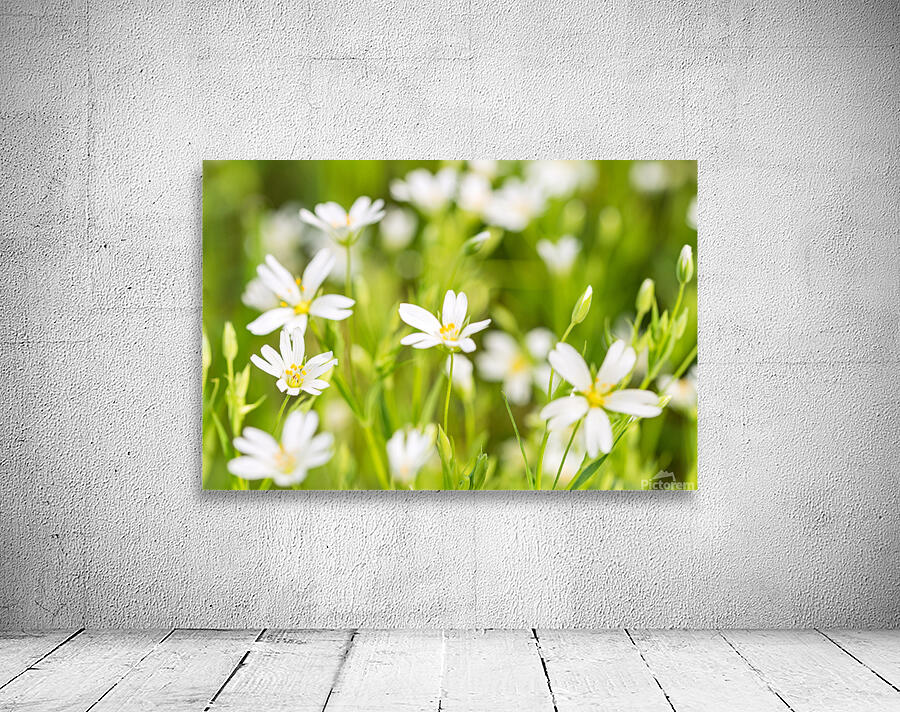 White Flowers Wall Preview