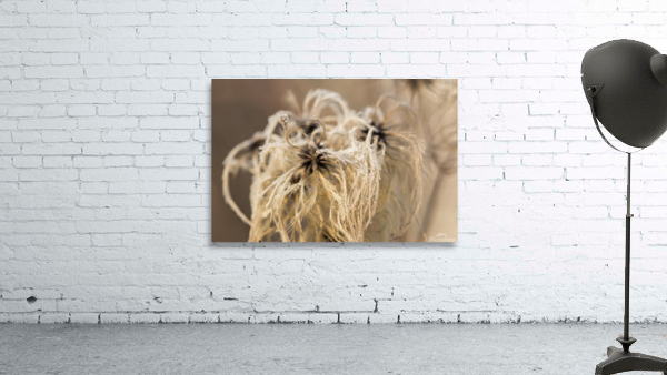 Frozen Flower Wall Preview