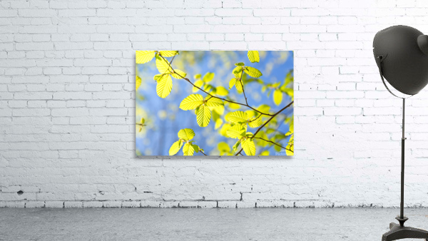 Spring Leaves Wall Preview