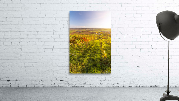 Vineyard Sunset Wall Preview