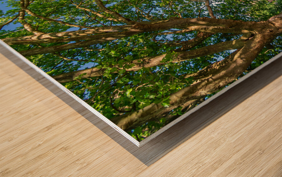 Traditional punt boats Stocherkahn at the pier at the Neckar River in Tübingen Germany Wood print