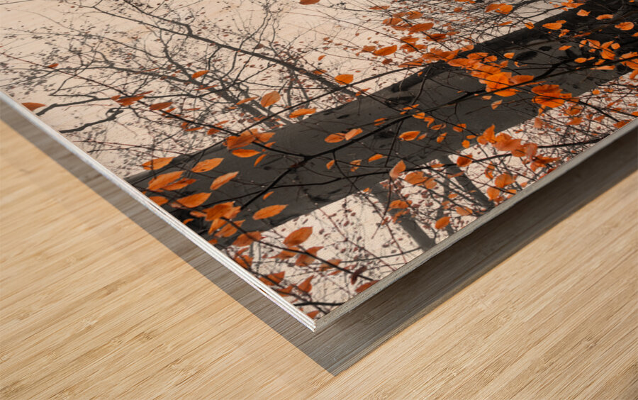 Trees and orange leaves in a park on a foggy morning  Wood print