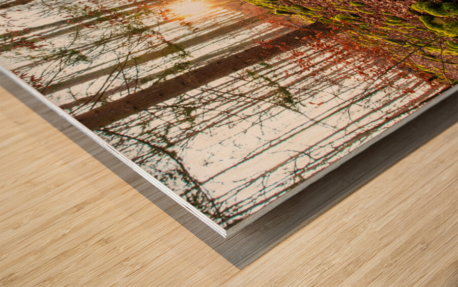 Evening sun reflecting on beautiful moss covered rocks in the forest  Wood print