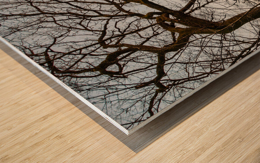 Beautifully shaped tree at the edge of the forest at sunset  Wood print